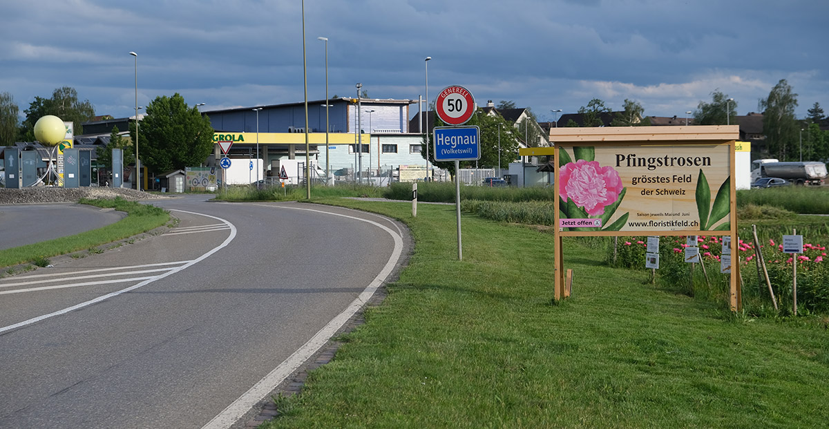 Pfingstrose